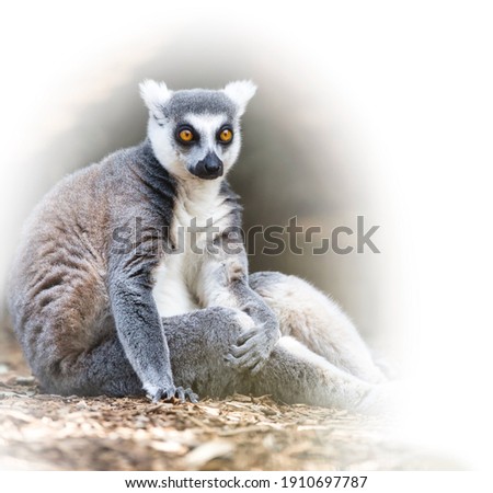 Lemur portrait with white background