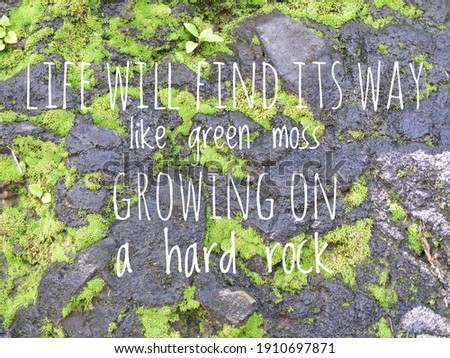 Moss and rocks, to interpret life will find its way like green moss growing on a hard rock. 
