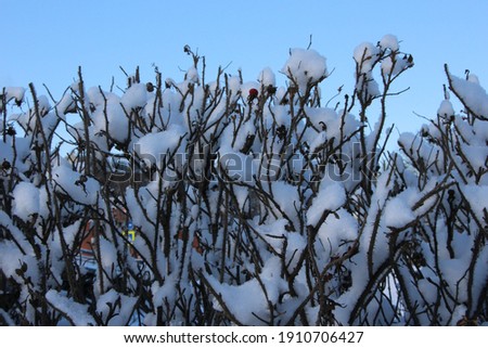 Briar shrubs with dried fruit in the snow against a bright blue sky on a frosty winter day as a seasonal banner