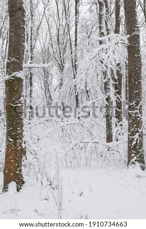 Bushes covered with snow in the forest. Natural texture look for background and design.