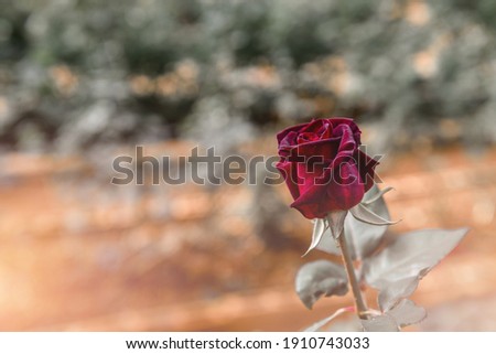 Black roses on blank background for singles disappointed in love sadness pain rose garden picture For valentine's day
