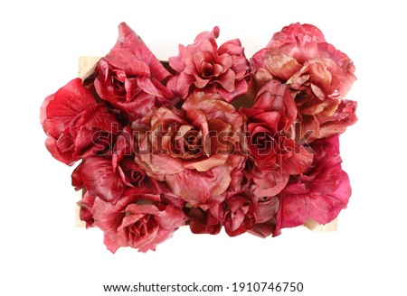 Crate full of Rosa di Gorizia, Gorizia roses in english, a prized italian pinkish red radicchio. They are a type of leaf chicory, cultivated on the borders among Italy and Slovenia. White background, 