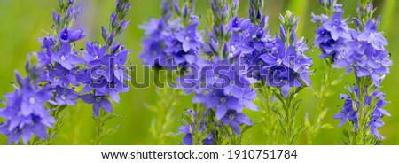 Large photo of lots of Veronica teucrium flowers on the field in summertime on blurred green leaves background. Bright purple spiked flowering plants banner.