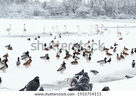 Duck, swans and doves on frozen lake. People are feeding hungry birds. Horizontal photo