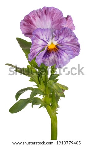 Studio Shot of Violet Colored Pansy Flower Isolated on White Background. Large Depth of Field (DOF). Macro. Close-up.