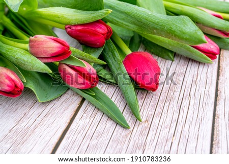 Beautiful flat lay with red tulips flowers on a light grey wooden texture. Colorful Card for Mothers Day, Birthday, International Women's Day March 8. Selective focus. High quality photo