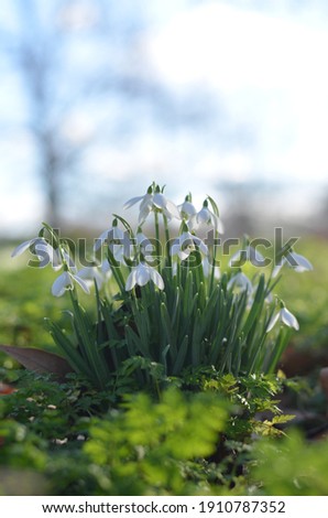 Snowdrops in the sunny day bathing in the sunlight. Early sign of spring. Royalty-Free Stock Photo #1910787352