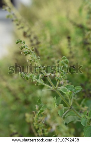 Small plant picture for background and stock image