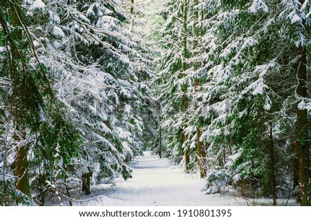 Snow covered trees in the winter forest with road. Way through frozen woodland with snow. Winter landscape. Christmas background. Footpath in pine winter wood. Park with falling snow. Stock photo
