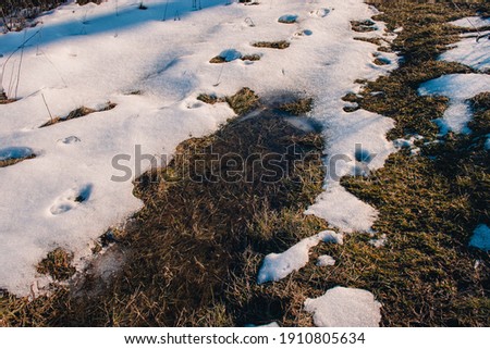 Melting snow with footprints and withered grass on a sunny winter day.