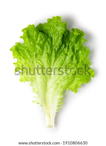 Lettuce leaves isolated on white background. Top view Royalty-Free Stock Photo #1910806630