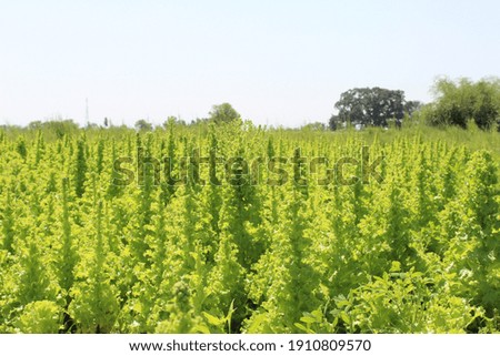 Vast green field with plants during the daytime