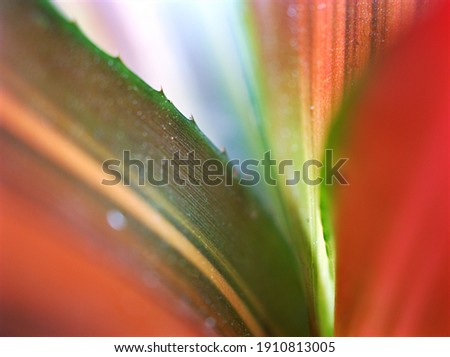 Abstract blurred pastel nature leave for background ,macro pink leaf of plants with soft focus and blurred for background ,nature leave ,sweet color for card design