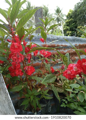 beautiful red henna flower which has the scientific name Impatiens balsamine