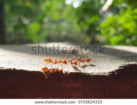 group of ants close up picture