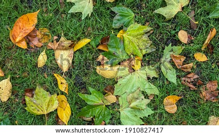 Close up top view of wet autumn leaves on green grass at park in York, UK. No people. Concept for seasons and travel. Use for background or wallpaper.