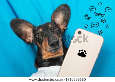Portrait of funny long eared dachshund lying with mobile phone, cute symbols of social networks are drawn around. Dog takes selfie or reads news, blue background. 