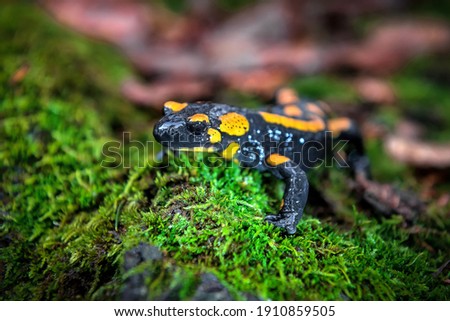 portrait of cute fire spotted salamander on green moss