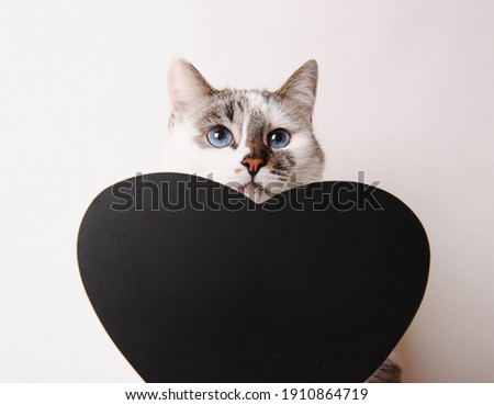 Cute blue eyed cat with black chalk heart shaped board. Isolated, white background, close-up portrait