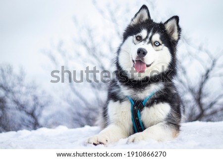 beautiful siberian husky girl loves being outside in the snow, playing, catching snowflakes, being happy,  Royalty-Free Stock Photo #1910866270