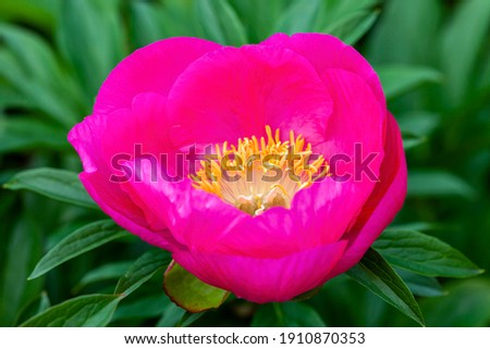 Peony 'Honor' (paeonia) a spring summer pink yellow flower which is a springtime herbaceous perennial flowering plant stock photo image
