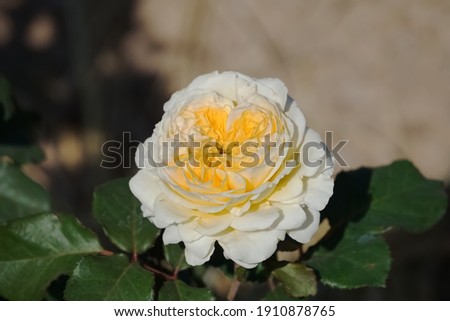 closed up white yellow shading rose by natural light