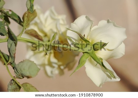 closed blooming yellow white creamy rose by natural light
