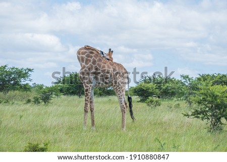 Giraffes in the African safari