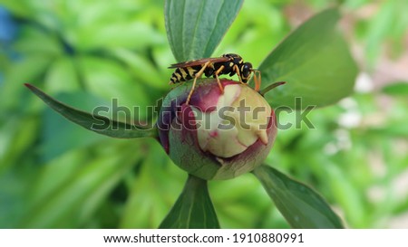 The photo shows a wasp sitting on a peony bud