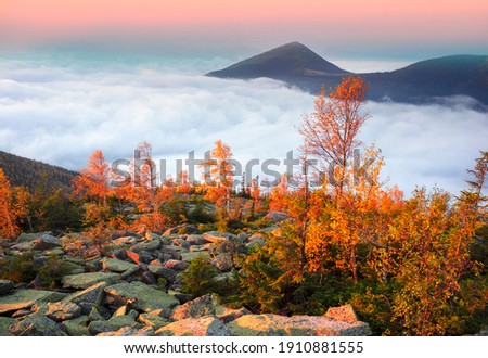 On the top of a mountain in the Carpathians, Ukraine, birch and coniferous forest against the background of the sunrise. In the valley, the sea of fog after the rains in the river valley