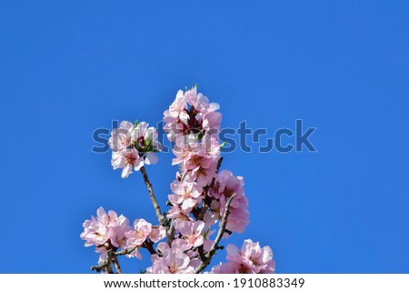 Almond blossom branch on a blue background