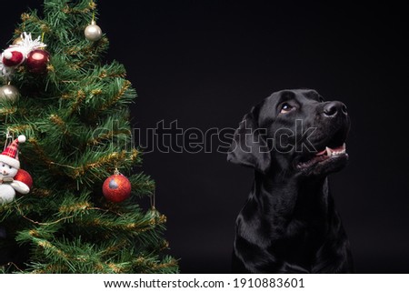 Portrait of a Labrador Retriever dog near the new year's green tree. The picture was taken in a photo Studio on a black background.
