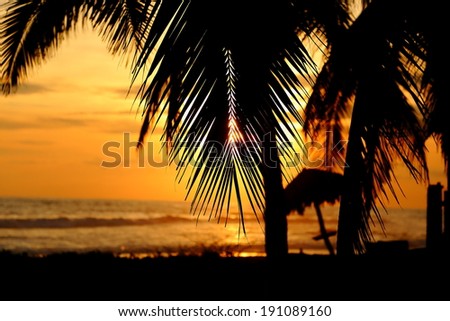 Sunset Through The Coconut Trees
