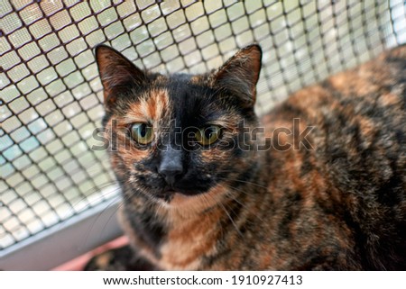An adorable Tortoiseshell cat looking at the camera on background of a grid fence
