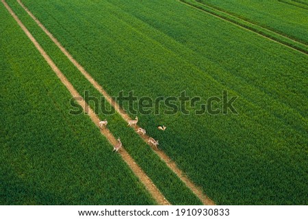 Agriculture fields in Moravian Tuscany Czech Republic aerial view from drone 