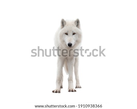 polar wolf stands isolated on white background