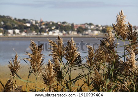 reeds on the shore in the foreground and a bokeh view of the buildings on the other side of the water in the bay