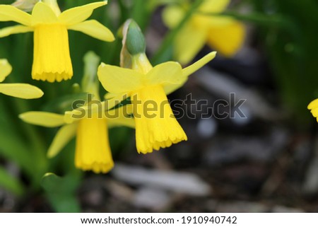Yellow daffodil (narcissus) flowers in a closeup photo with green leaves in the background. Daffodils are perfect flowers for Easter, spring. Joyful and happy color with a beautiful and unique shape.
