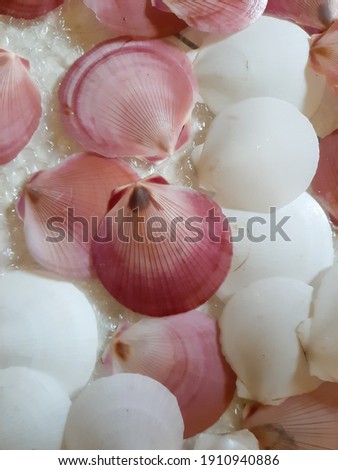 closeup of scallop shells (Pectinidae) Royalty-Free Stock Photo #1910940886