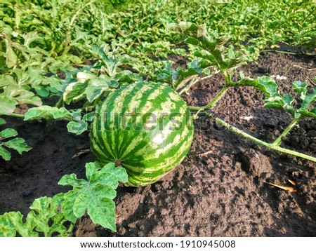 Big green and ready to eat watermelon in the garden