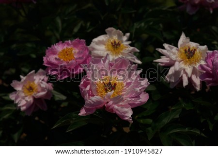 Pink and White Flowers of Peony in Full Bloom
