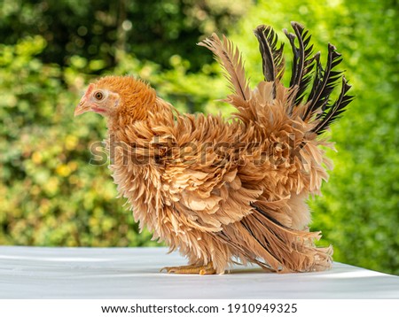 Pretty young Frizzle Japanese Bantam or  Chabo chicken, standing facing left. With a green natural background. Tail fierce in air and leaning a bit to the front. Royalty-Free Stock Photo #1910949325