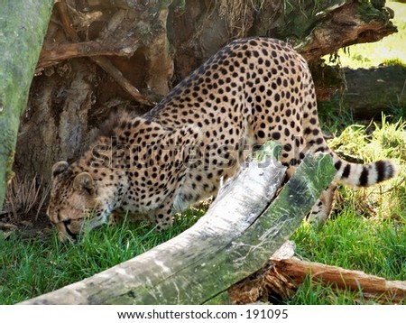 A picture of a leopard.