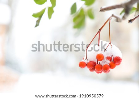 Berries on rowan tree branch covered with snow outdoors