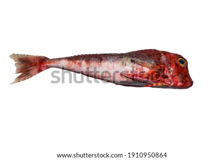 The piper gurnard, piper or lyre gurnard fish isolated on white background. Trigla lyra Royalty-Free Stock Photo #1910950864