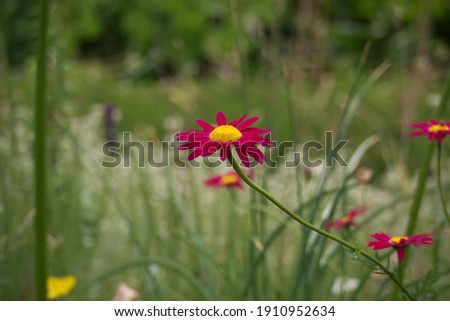 Close-up of Garden Cosmos bipinnatus or Mexican aster with red petals and yellow stamens against a complex, highly blurred garden background. Bokeh. Focus on foreground. Space for text.
