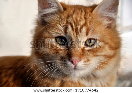 Up-close image, portrait of orange tabby cat with green eyes