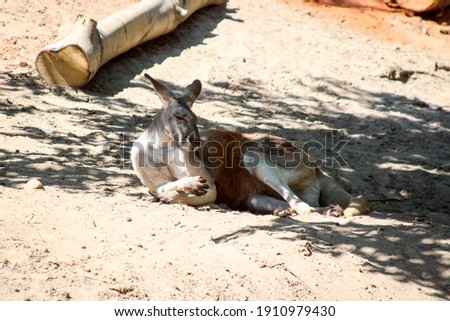 Kangaroo lying on a sand in shadow