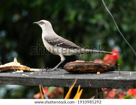 The common mockingbird or northern mockingbird 