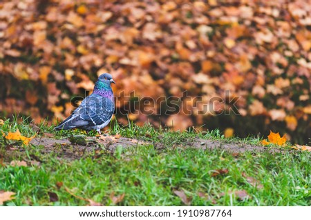 One pigeon on grass in autumn landscape